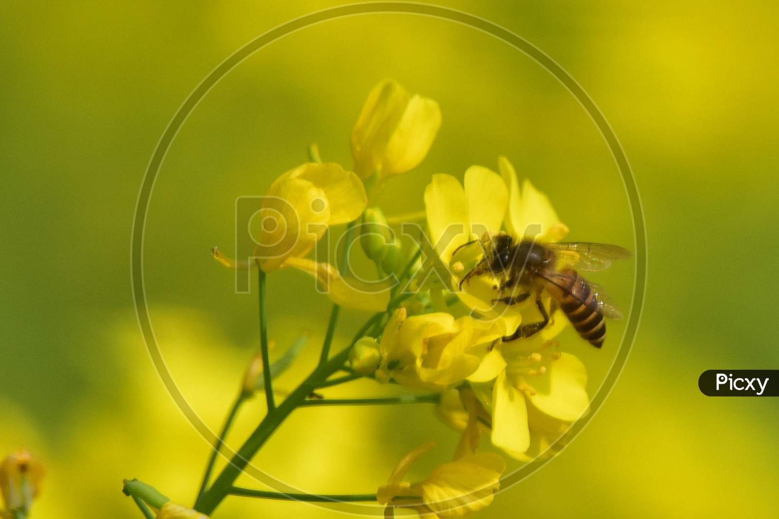A bee collecting nectar and pollen from mustard flowers in Nagaon District   in the northeastern state of Assam on Dec 20,2020.