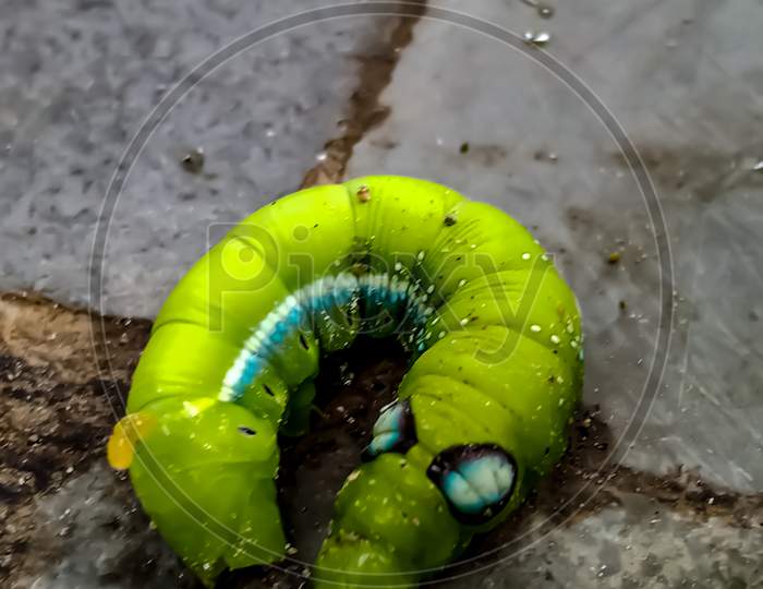 Green colour caterpillar