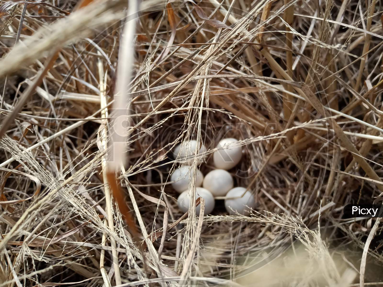 Birds egg nest in Dry grass garden