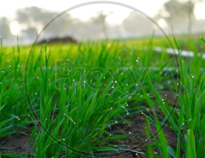 Water Drops Of Dew On Young Sprouts Of Wheat Or Triticum Plants. Greenish Leaves With Attractive Green Landscape.