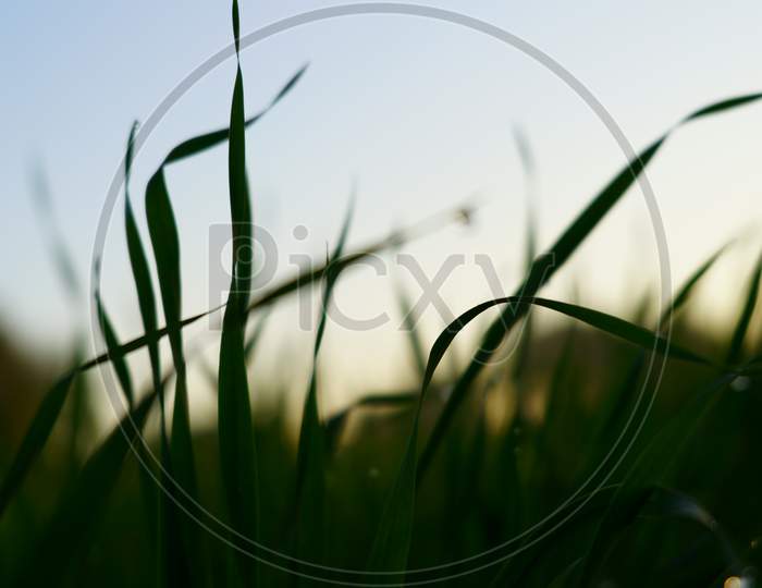 Fresh Wheat Grass With Water Drops On The Background Of Sunlight Beams. Very Shallow Depth Of Field. Green Bokeh On Nature Background.Out Of Focus Abstract Background.