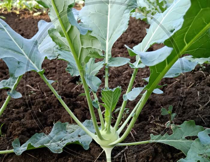 Kohlrabi farms are used for sale in the market
