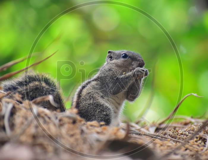 Beautiful Squirrel picture