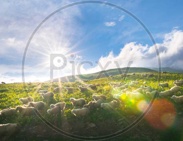 Flock Of Sheep In A Countryside Of Georgia Surounded By Scenic Landscape