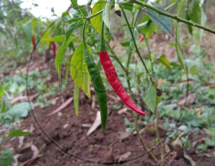 There are red and green chillies on the chilli tree