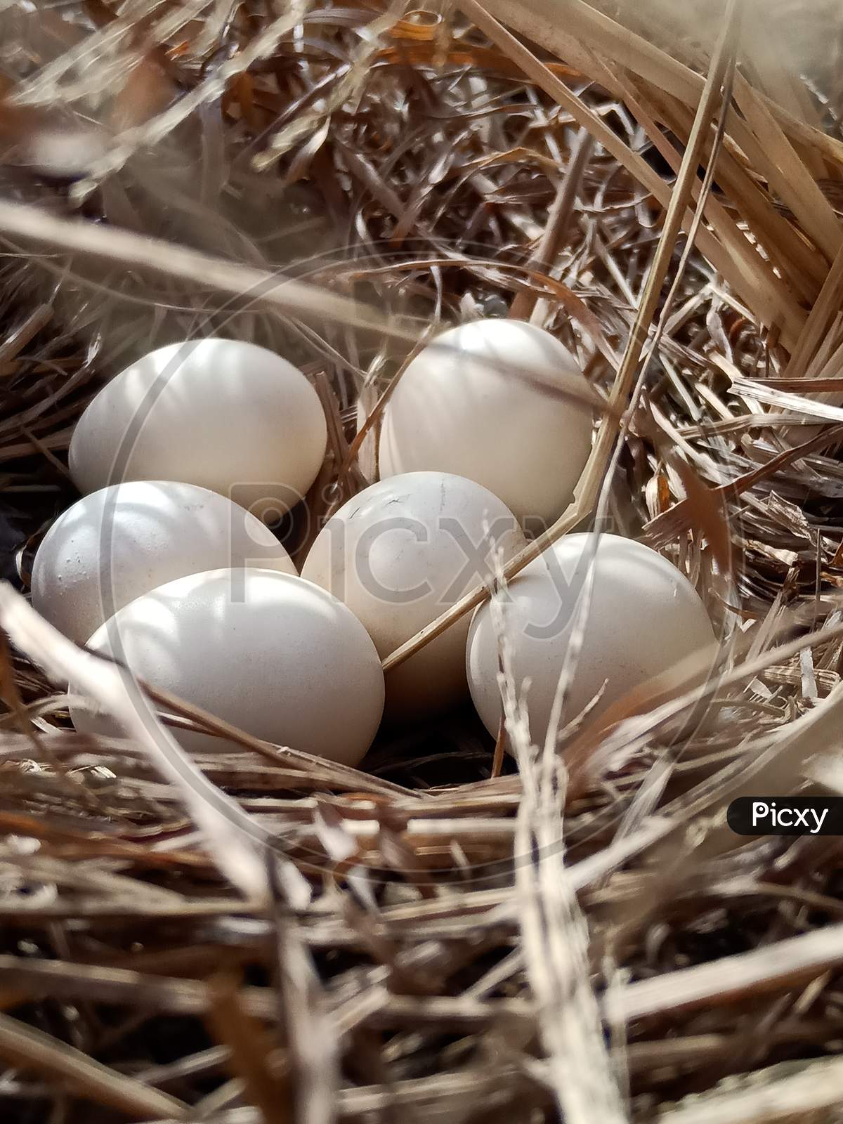 Bird's egg in nest