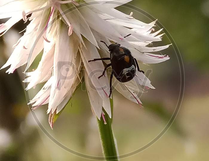 Insect on Kurdu  flower