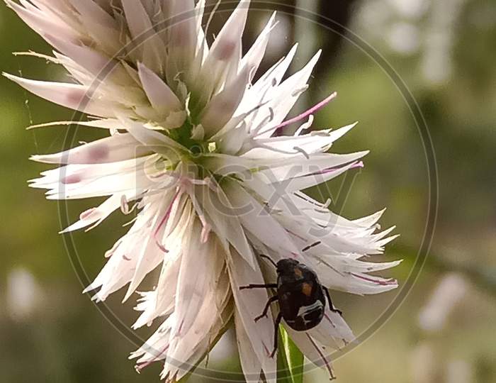 Insect on Kurdu flower