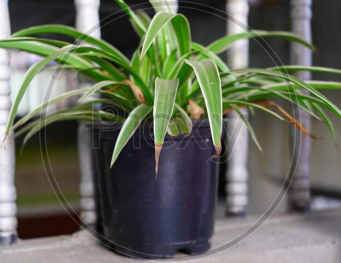 Bright Tropical Greenish Leaves With Attractive Black Flower Pot. Green Leaves View With Attractive Design.