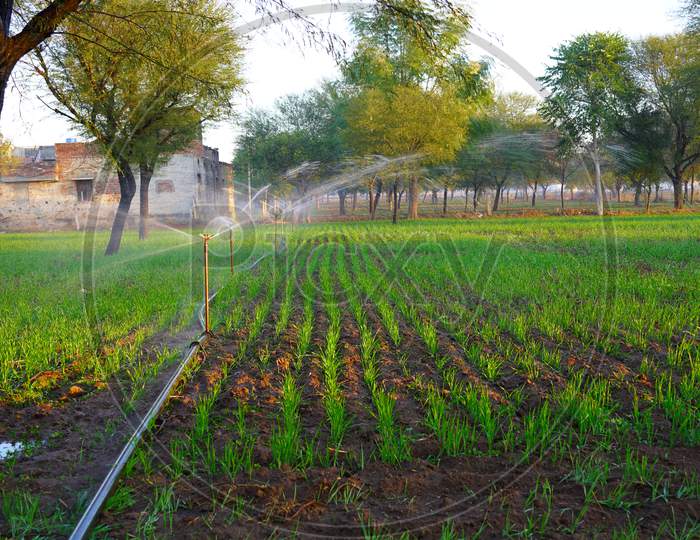 Smart Sprinkler Functioning In Green Agriculture Fields And Watering In Greenish Fields With Attractive Landscape View.