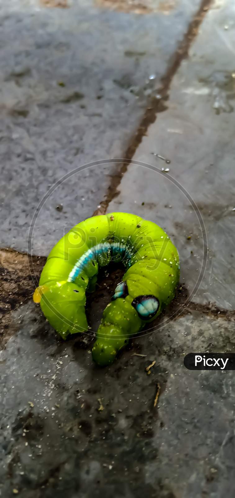 Green colour caterpillar
