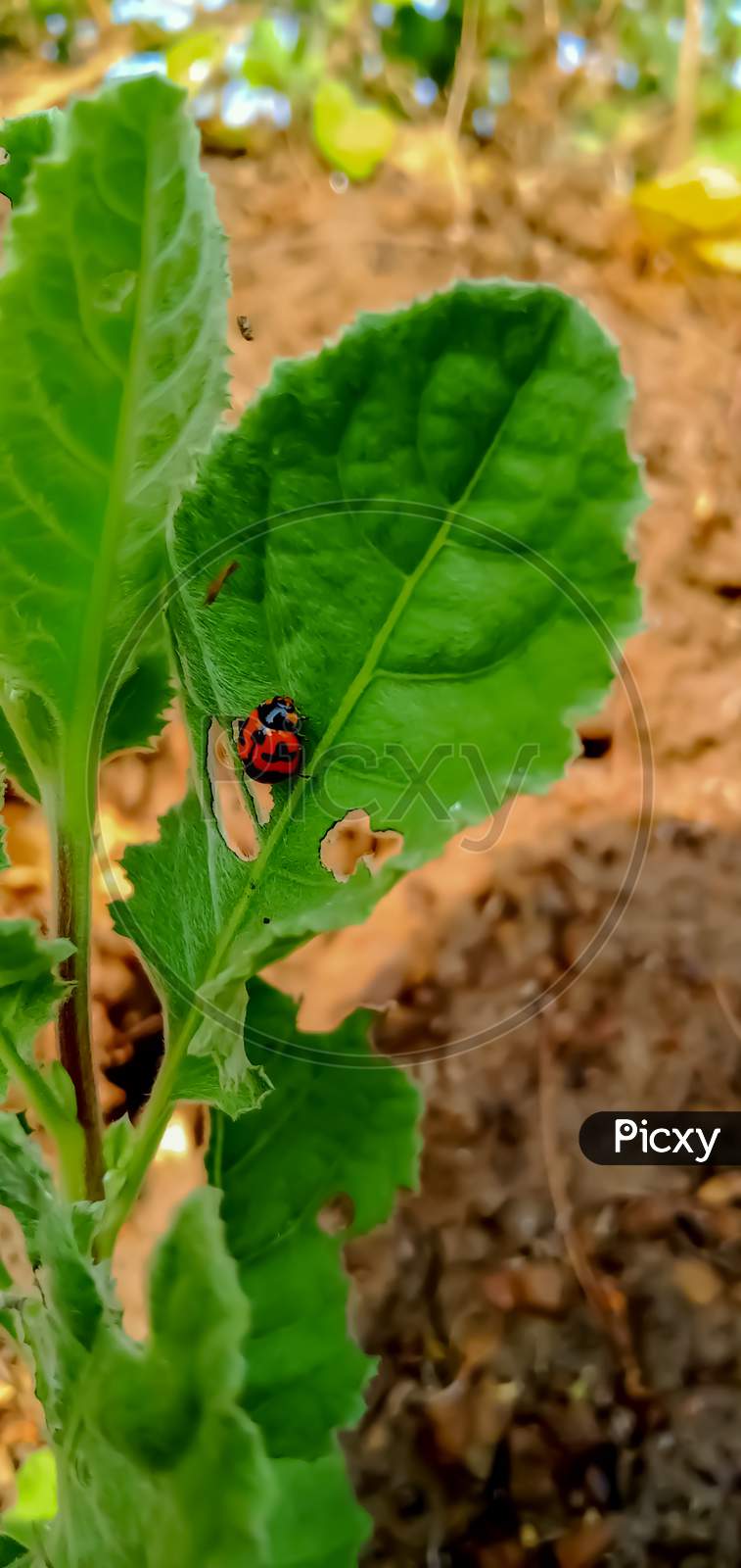 Red bug on green leave in farm