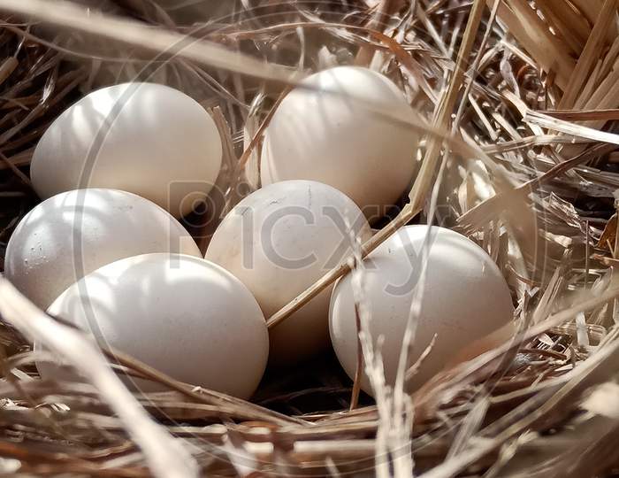 Bird's egg in nest