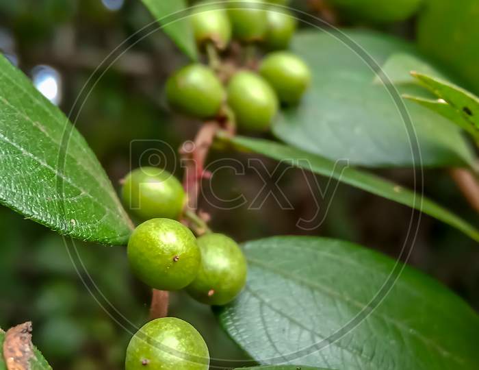 Wild Indian Fruit (Ziziphus oenoplia )