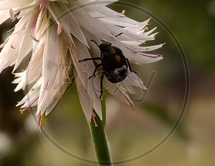Macro insect on flowere Kurdu