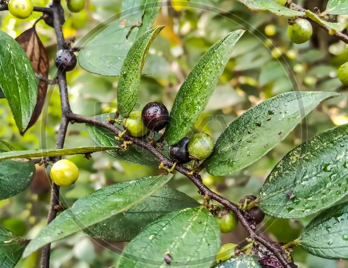 Wild Indian Fruit (Ziziphus oenoplia )