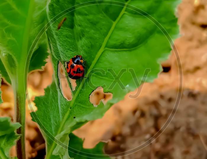 Red bug on green leave in farm