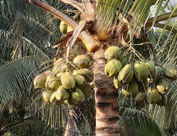 coconut tree