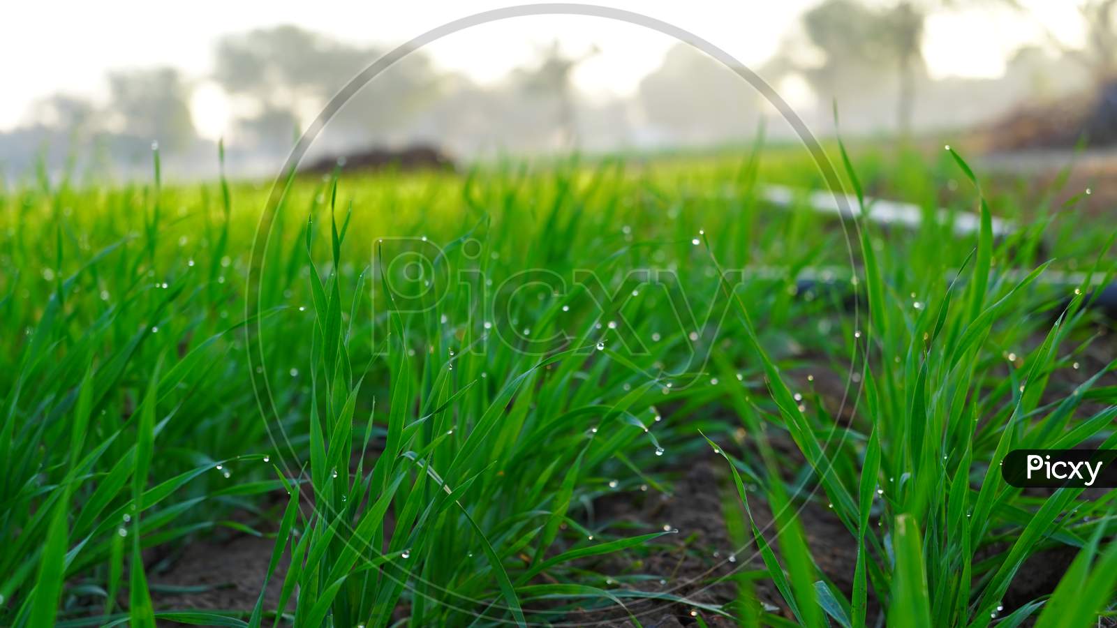 Water Drops Of Dew On Young Sprouts Of Wheat Or Triticum Plants. Greenish Leaves With Attractive Green Landscape.