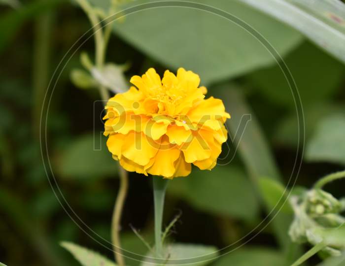 Yellow marigold flower in green background