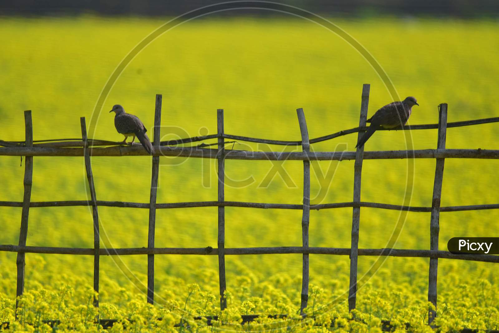 Pair of Indian spotted dove perching near   a blooming mustard  field   in Nagaon District   in the northeastern state of Assam on Dec20,2020