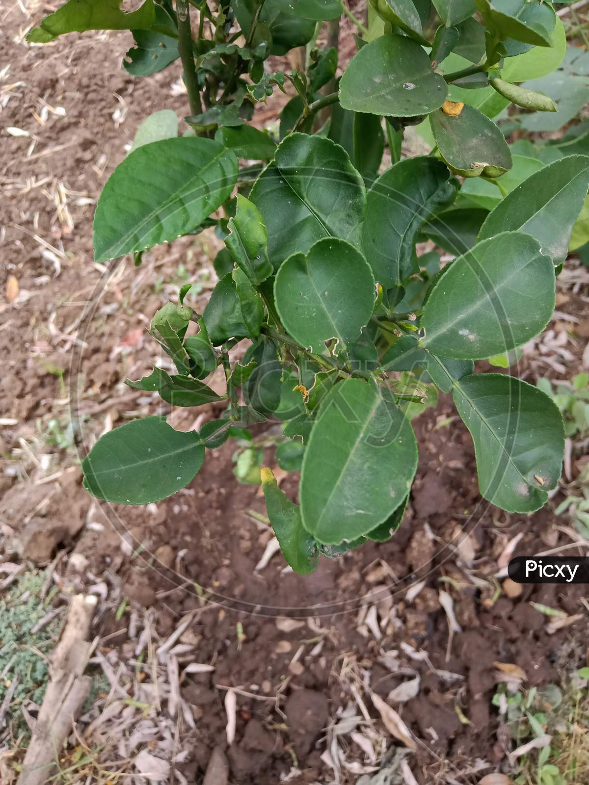 Lemon trees are attacked by insects in farm, लिंबाच्या झाडांना किडीने हल्ला केला आहे