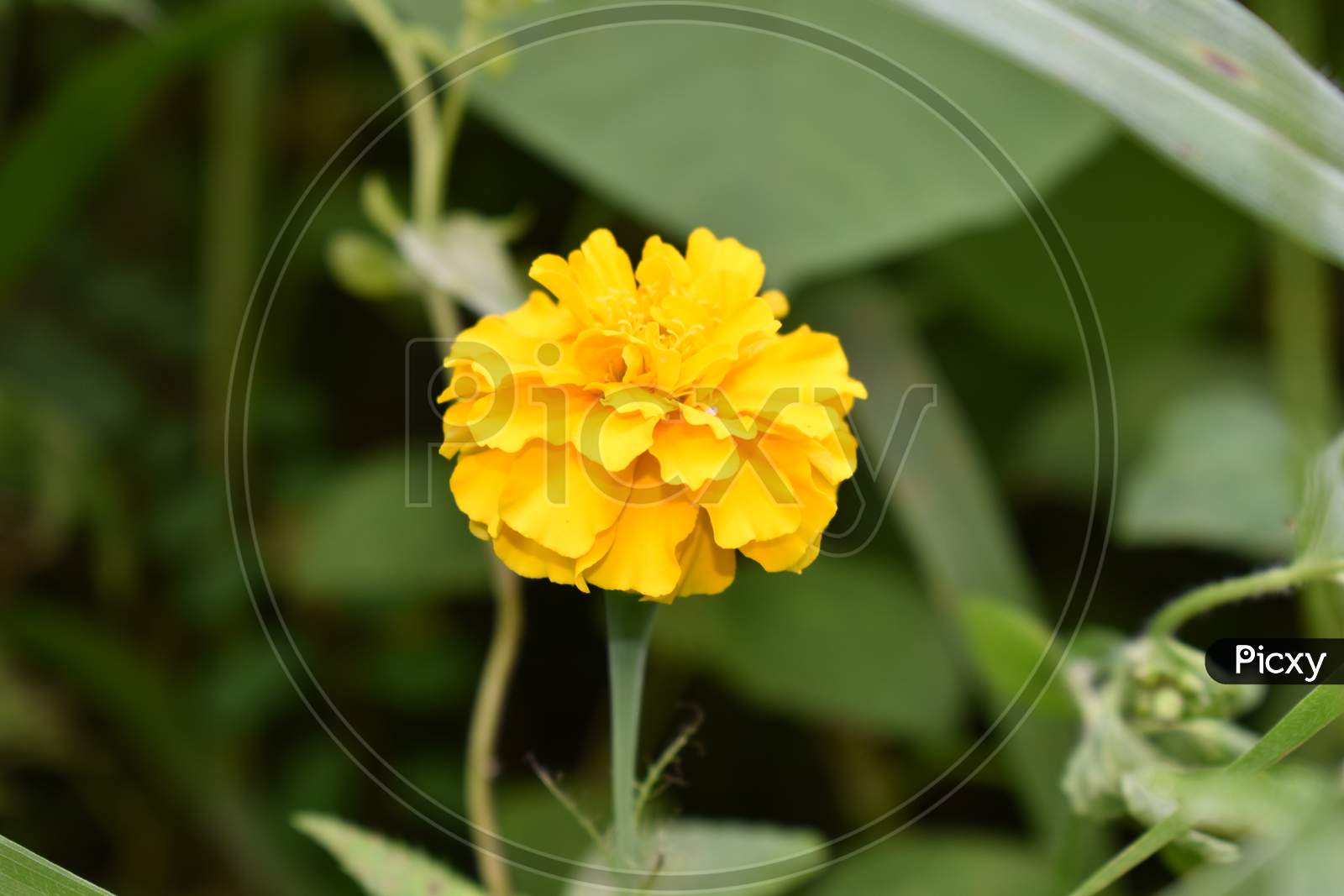 Yellow marigold flower in green background