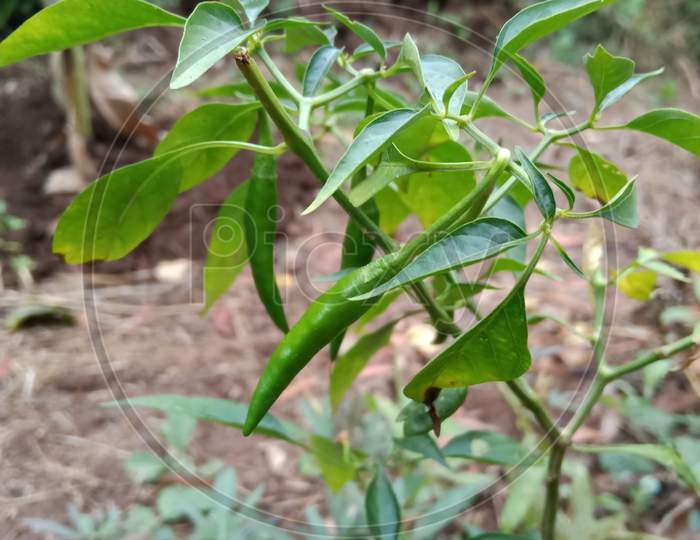 Chilies have come on the pepper plant