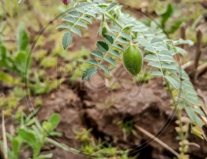 Chana plant growth ( gram )