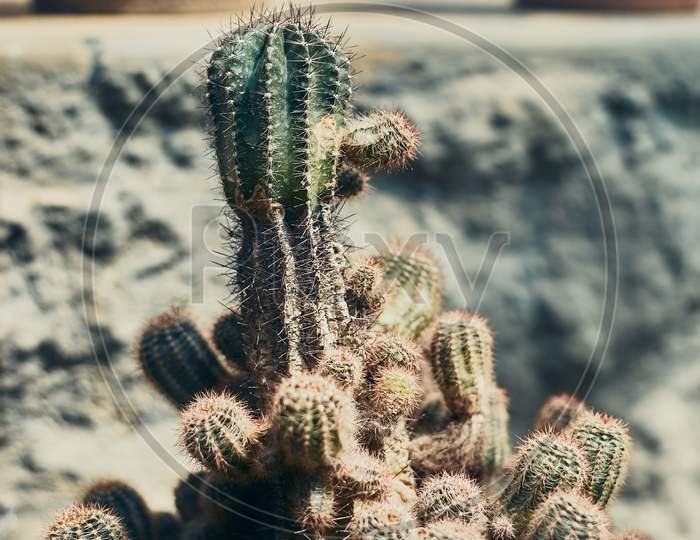 Cactus Plant Close-Up