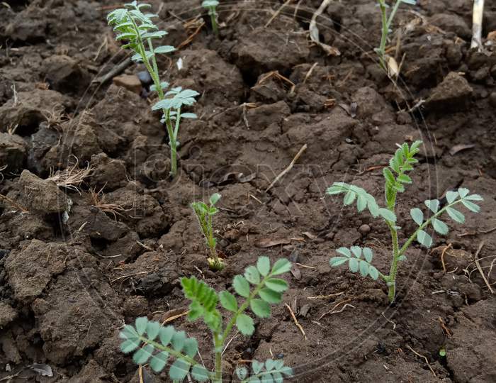 Channa plant in Indian agriculture farm