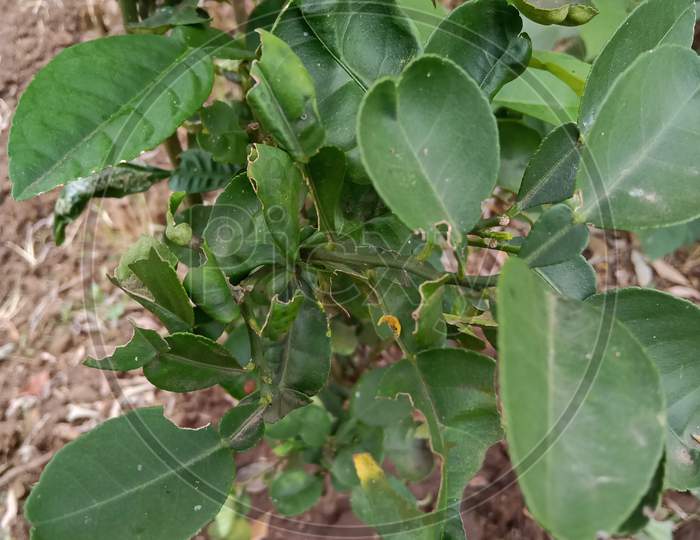 Lemon trees are attacked by insects in farm, लिंबाच्या झाडांना किडीने हल्ला केला आहे