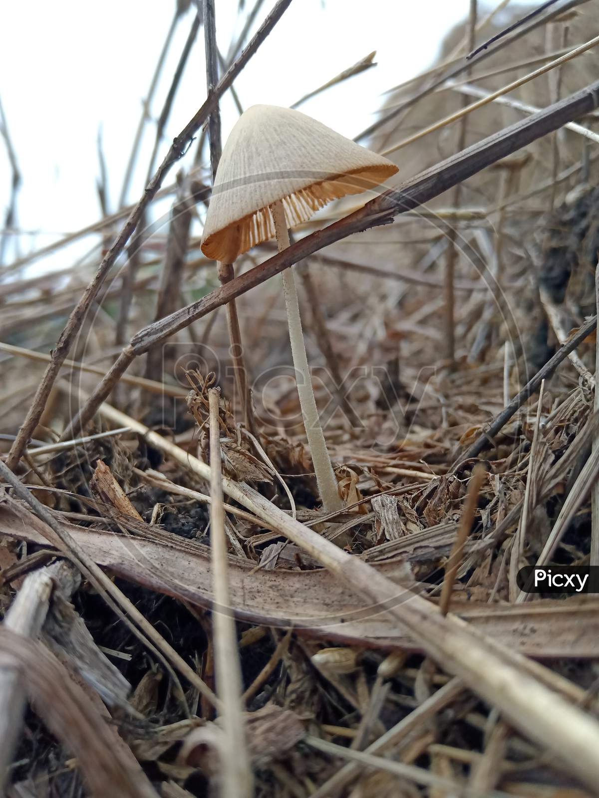 Mushroom like umbrella