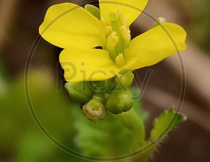Indian musterd flower yellow colour beautiful flower blooms in Maharashtra wild natural beauty