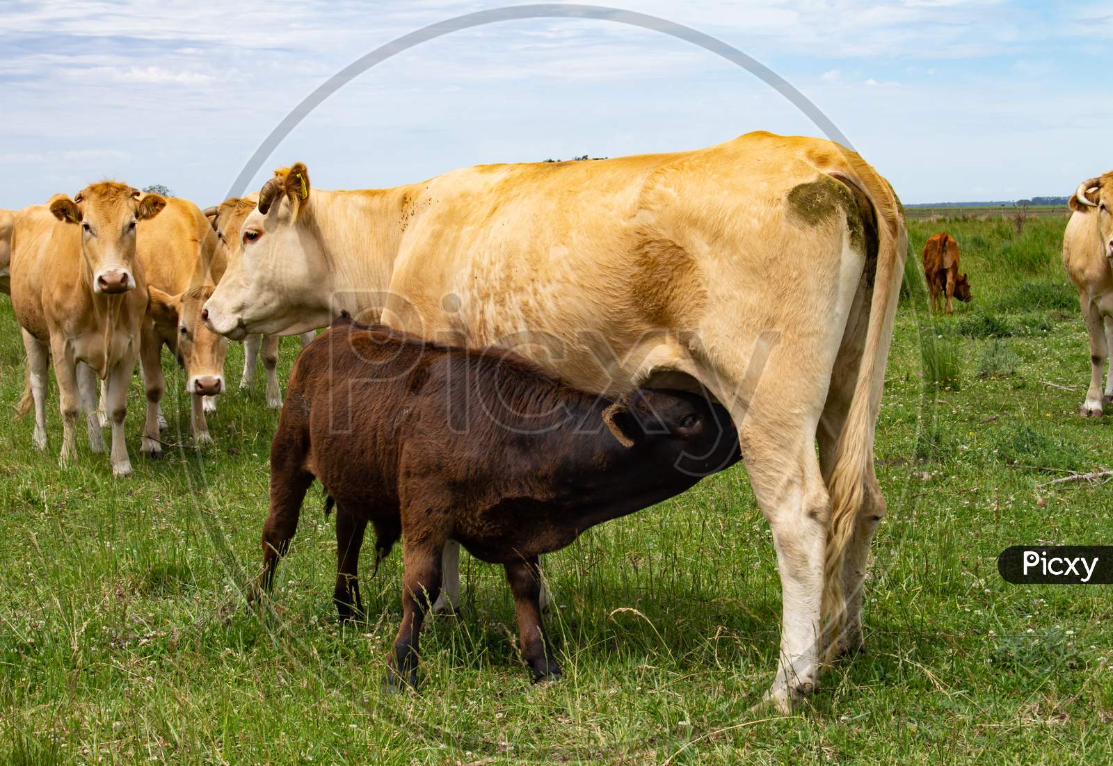 Beige Cow Of The Aquitaine Breed. Huge Four-Legged Animal For The Production Of Milk And Meat For Food.