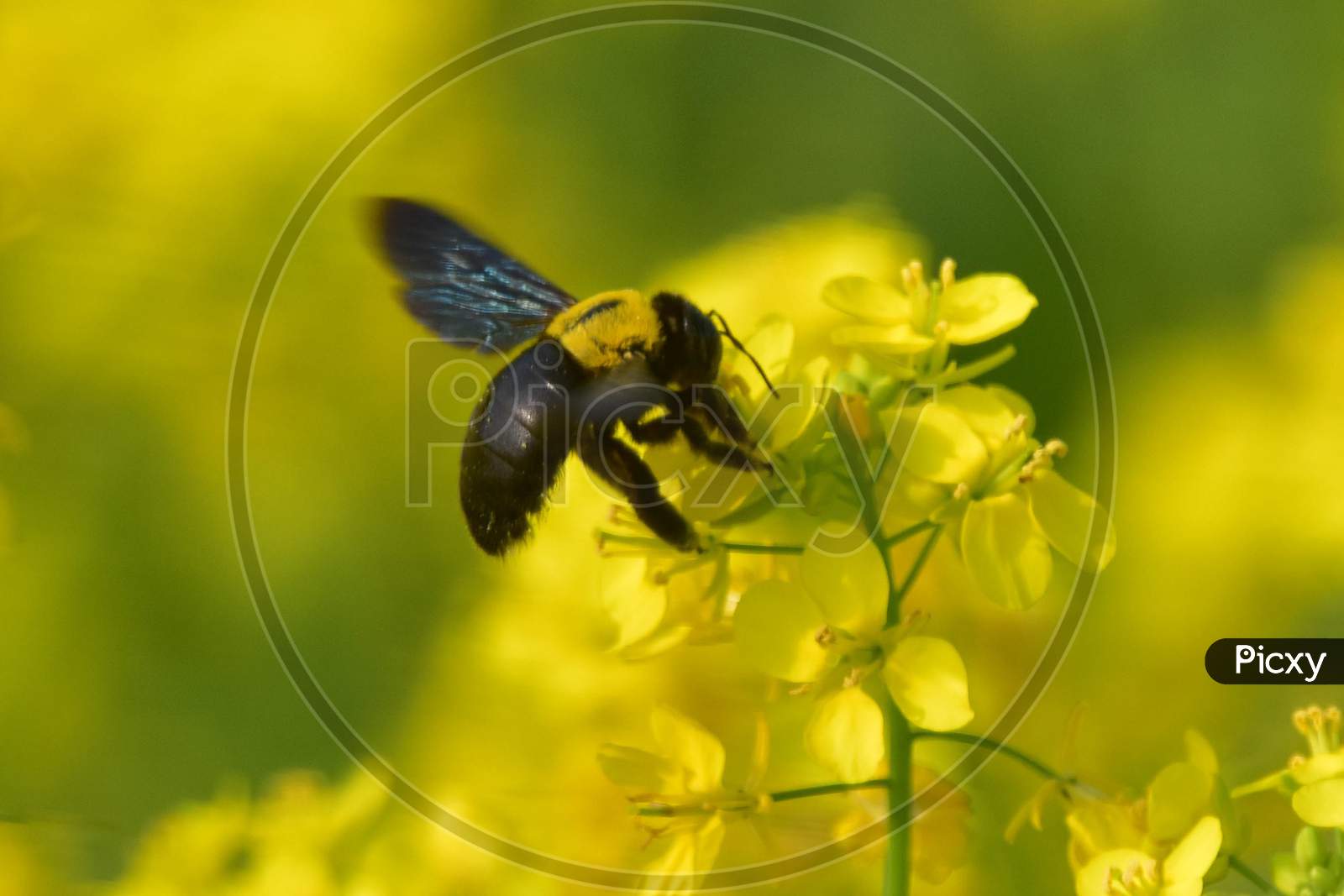 A Bumblebee collecting nectar and pollen from mustard flowers in Nagaon District   in the northeastern state of Assam on Dec 20,2020.
