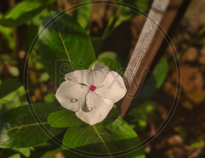 White vinca or periwinkle flower with red centre