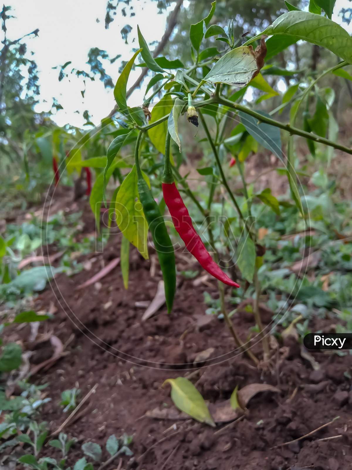 There Are Red And Green Chillies On The Chilli Tree