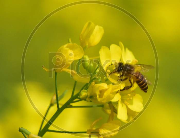 A bee collecting nectar and pollen from mustard flowers in Nagaon District   in the northeastern state of Assam on Dec 20,2020.