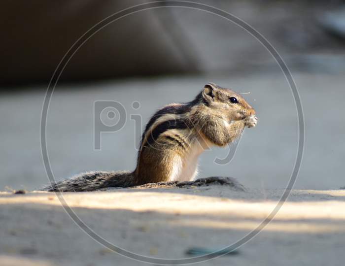 beautiful squirrel picture