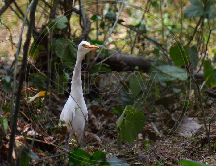 white egret looks long