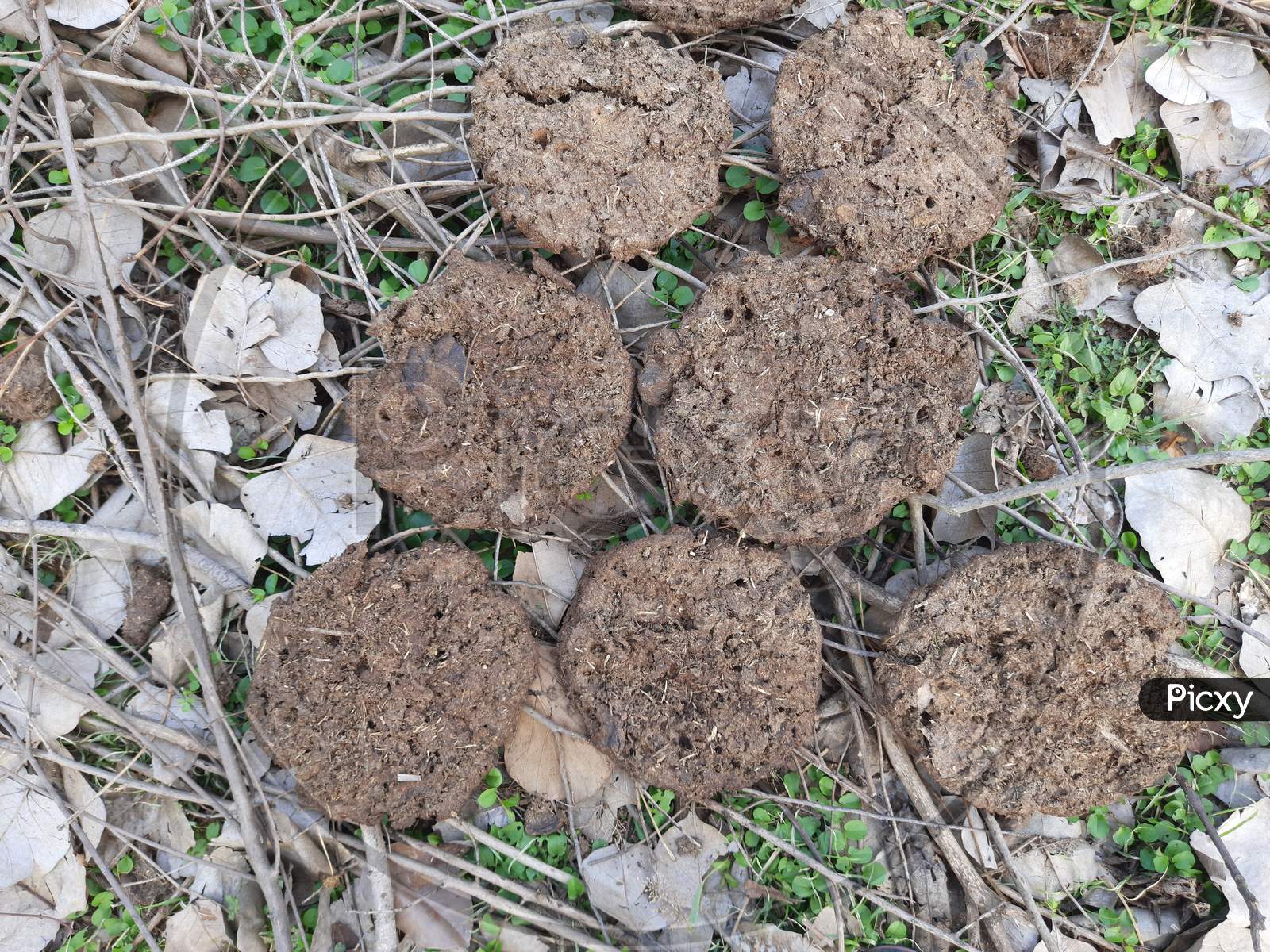 Cow Dung Cakes or gobar upla .