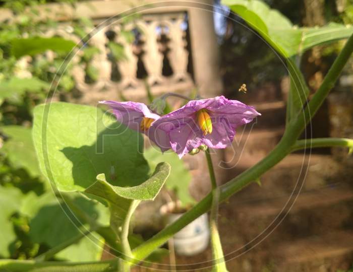 Two brinjal or eggplant flowers