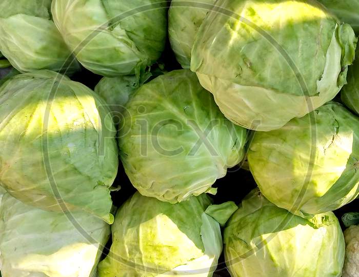 Cabbage Vegetable