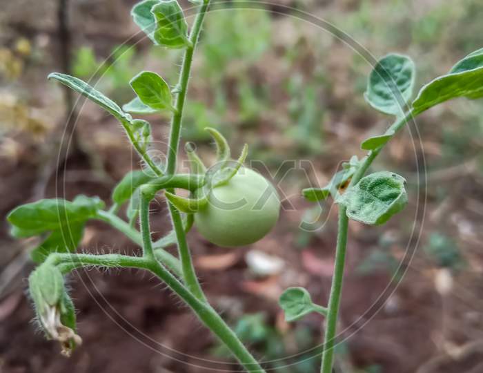 Green tomato plant