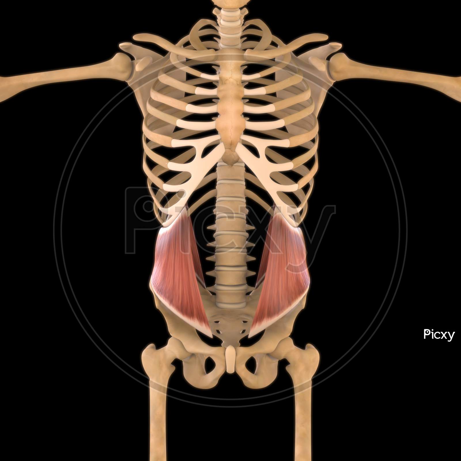 Image of Internal Oblique Anatomy For Medical Concept 3D Illustration ...