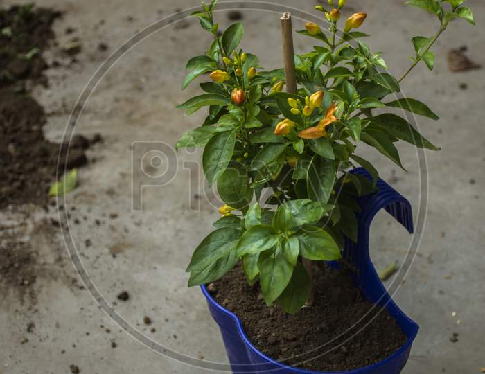 A Young Tree With Yellow Flower On A Clay Pot In A Garden.
