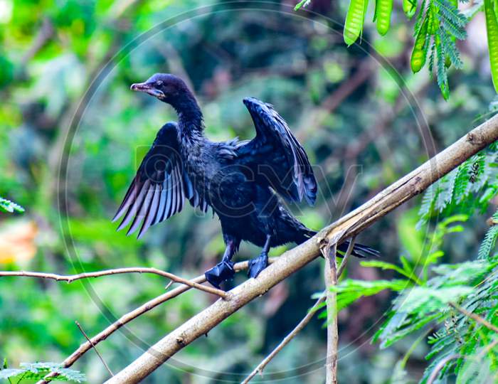 Beautiful black bird picture