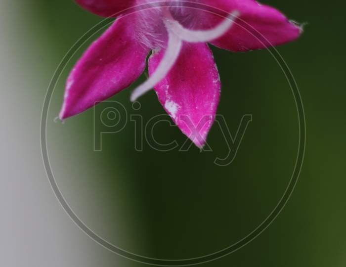 Pink-Red Garden phlox flower close view. Beautiful macro of pink flower.