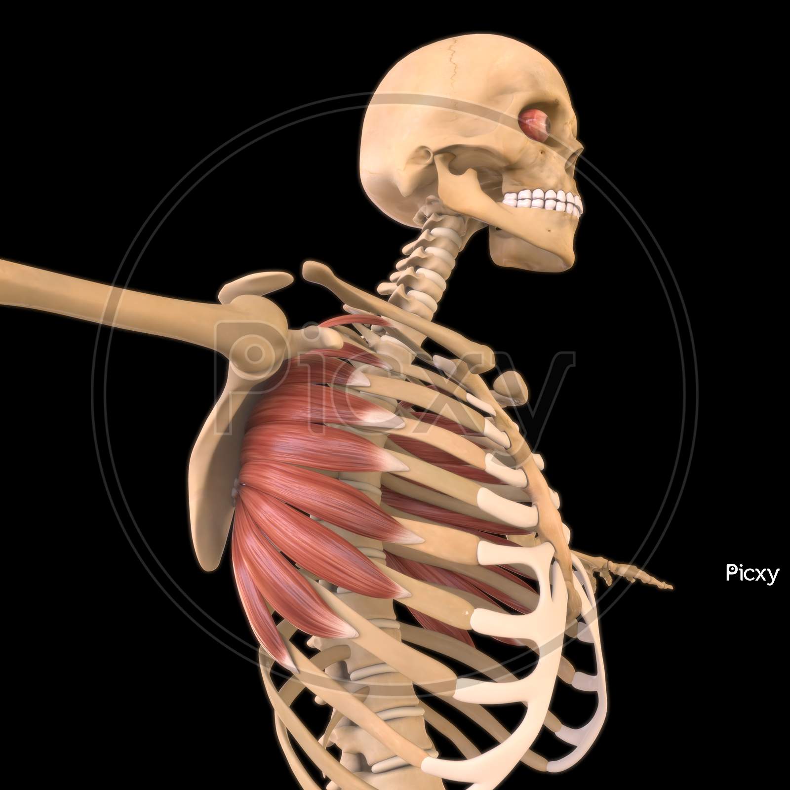 Image Of Serratus Anterior Muscle Anatomy For Medical Concept 3D ...